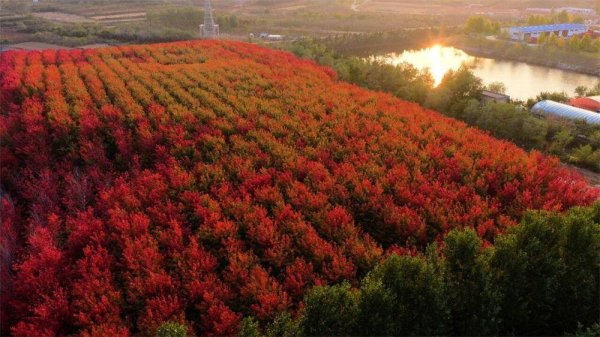 邦尼配资 威海人秋日必冲！红枫织锦、马褂木染金，两处“隐藏款”林地拍照超出片